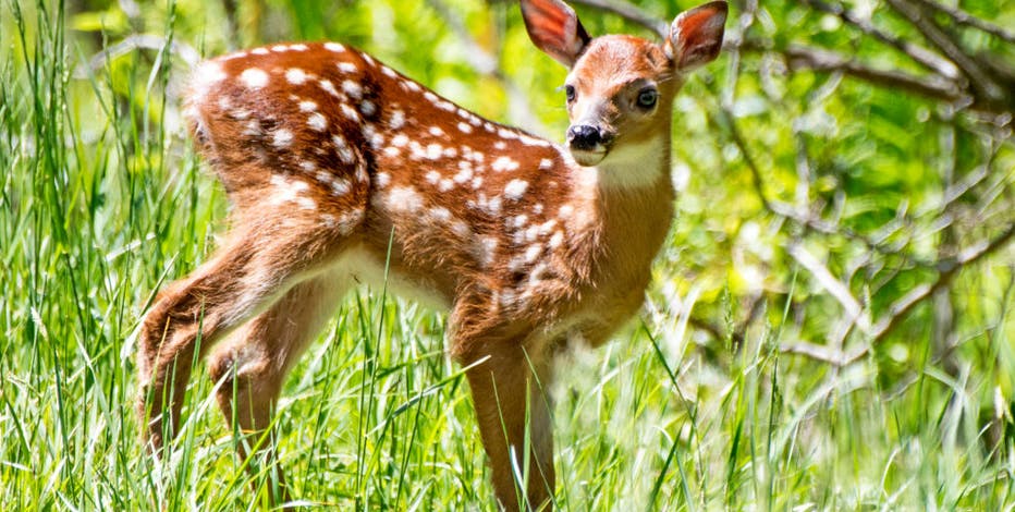 Wisconsin DNR urging people to leave white-tailed deer fawns alone