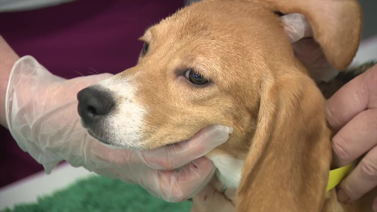 Ridglan Farms beagles: Big Dog Ranch Rescue secures release of remaining dogs