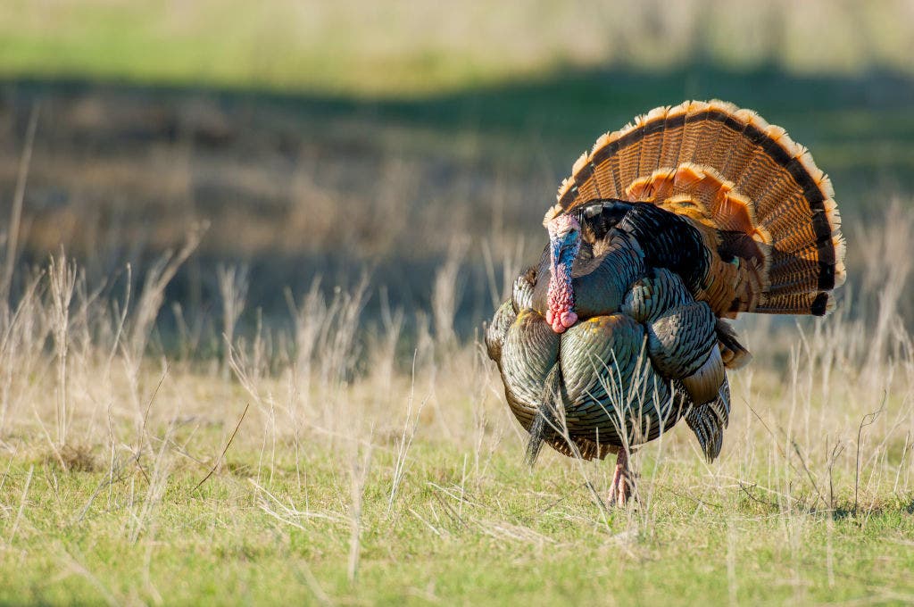 Wisconsin DNR announces 2026 spring turkey season results