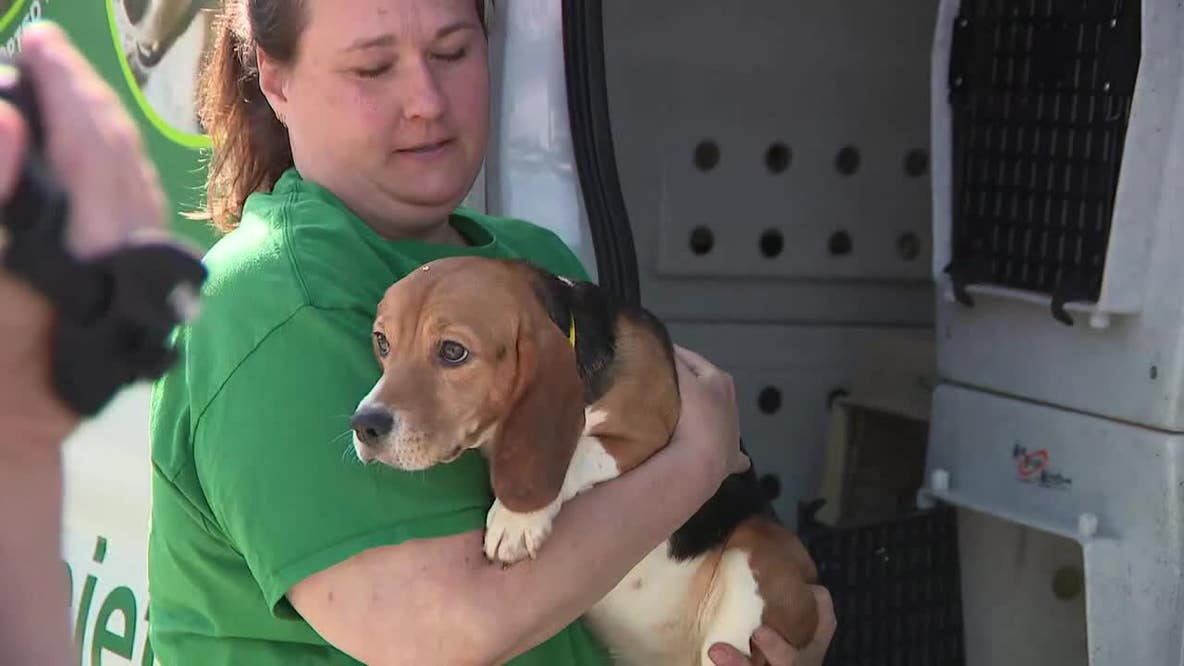 Ridglan Farms beagles; Humane Animal Welfare Society welcomes 9 dogs