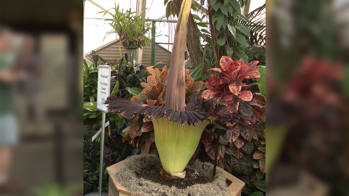 Milwaukee Domes corpse flower blooms, odor draws crowds