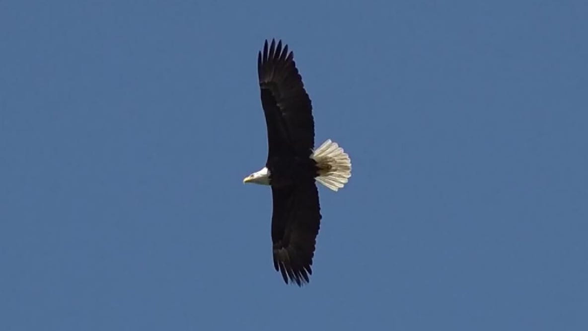 Injured eagle, Wisconsin man drowned in apparent rescue effort