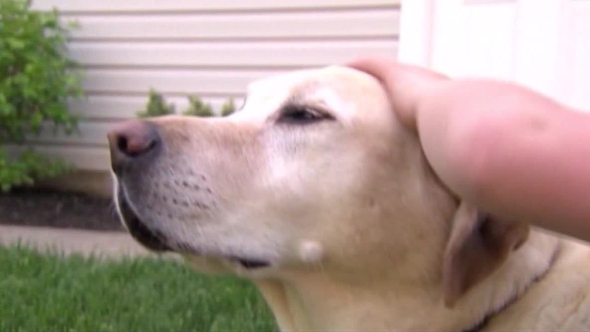 Missing pet scams: Wisconsin officials warn pet owners