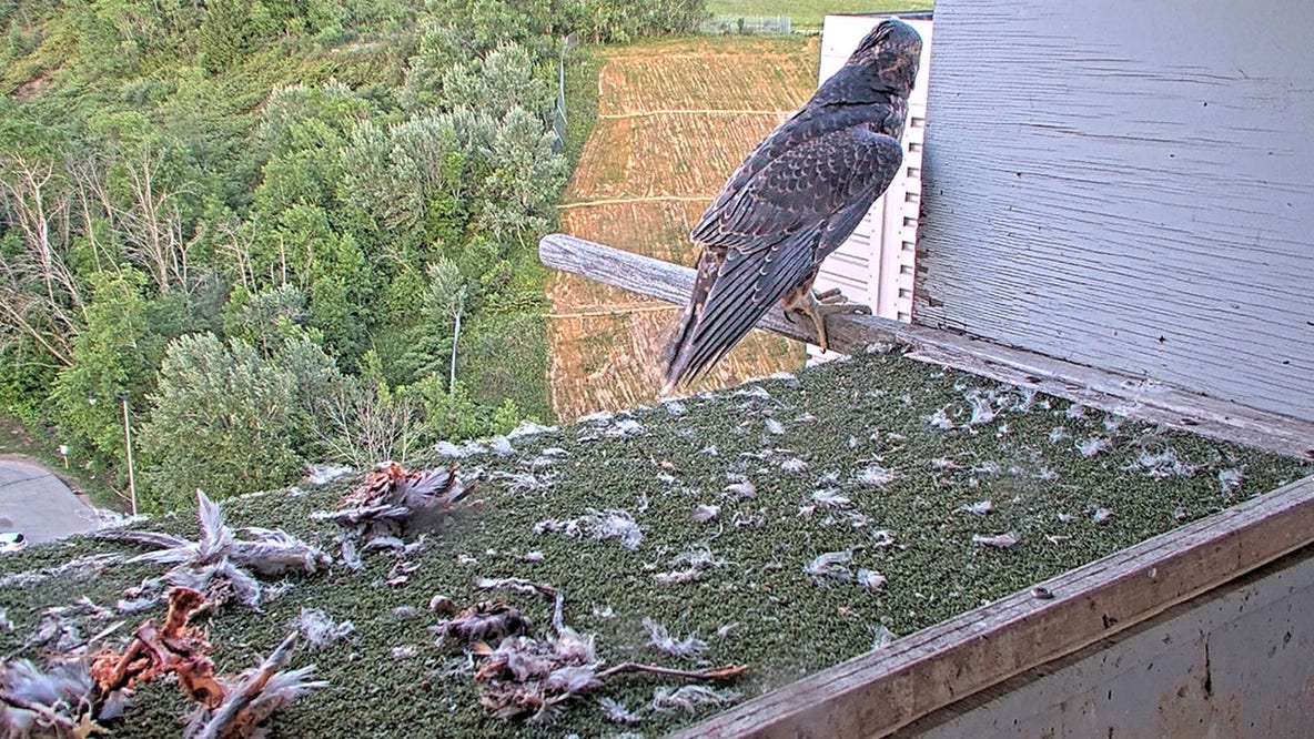 Peregrine falcons ‘Gino Falcone’ and ‘Teddie Perrygrine’ take flight