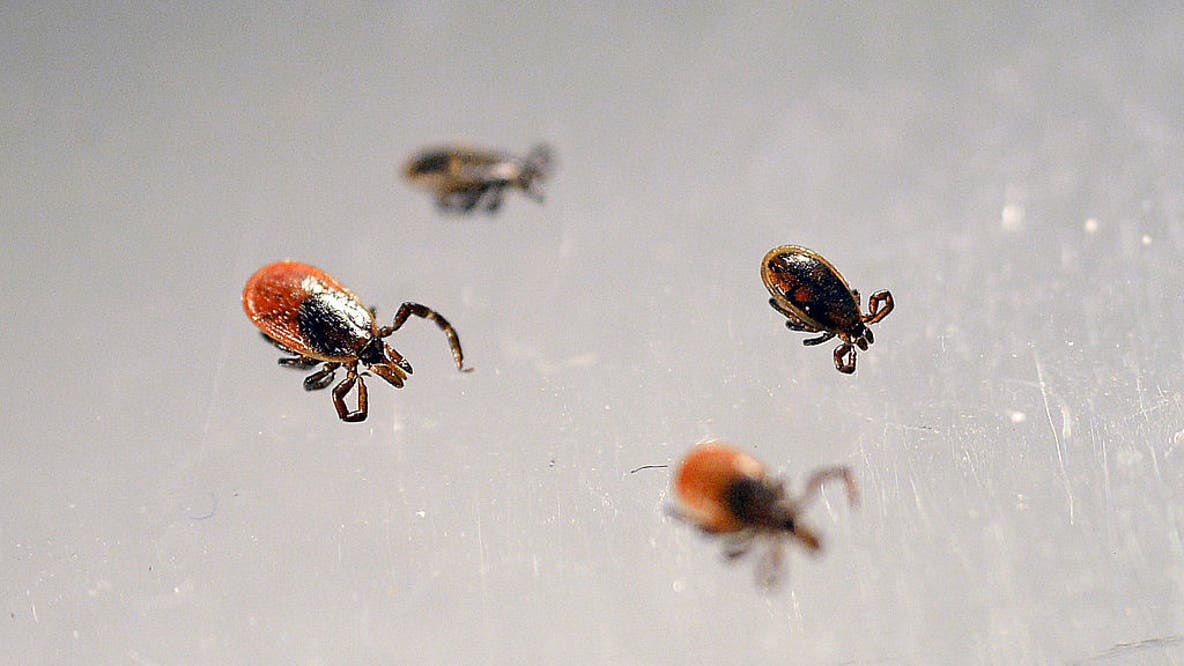 High levels of tick activity in Wisconsin; what you need to know