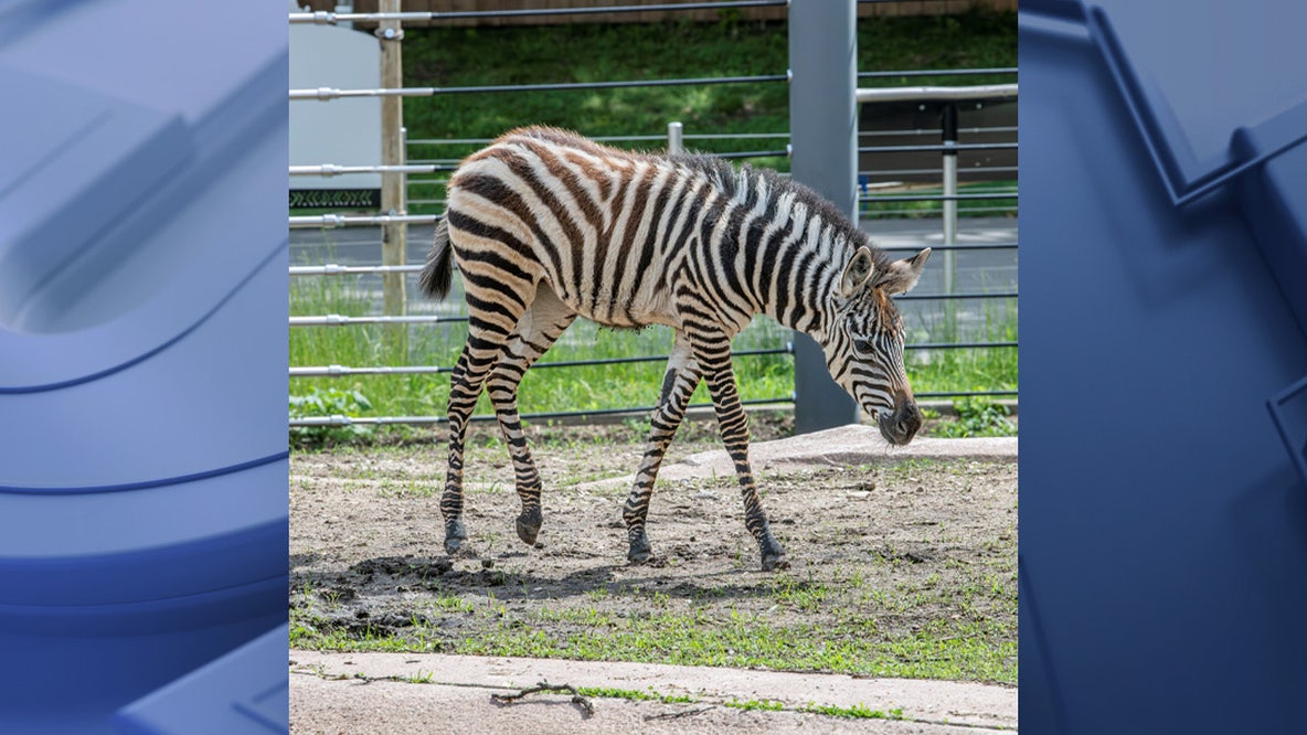 Milwaukee County Zoo announces death of zebra foal, Mistari