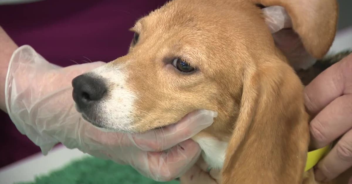 Ridglan Farms beagles: Big Dog Ranch Rescue secures release of remaining dogs Ridglan Farms beagles: Big Dog Ranch Rescue secures release of remaining dogs