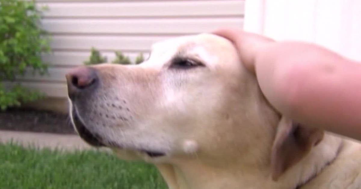 Missing pet scams: Wisconsin officials warn pet owners