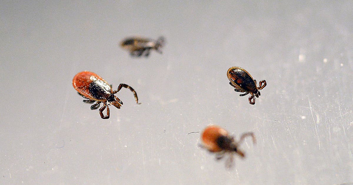 High levels of tick activity in Wisconsin; what you need to know