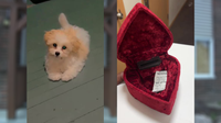 Milwaukee apartment theft; woman says puppy, sister’s ashes stolen