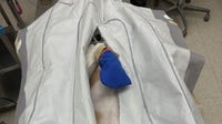 Ridglan Farms beagles sacrificed in painful experiments at UW-Madison