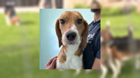 Ridglan Farms beagle, thought to have been killed in alligator attack, alive and well