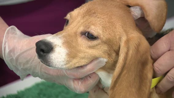 Ridglan Farms beagles: Big Dog Ranch Rescue secures release of remaining dogs