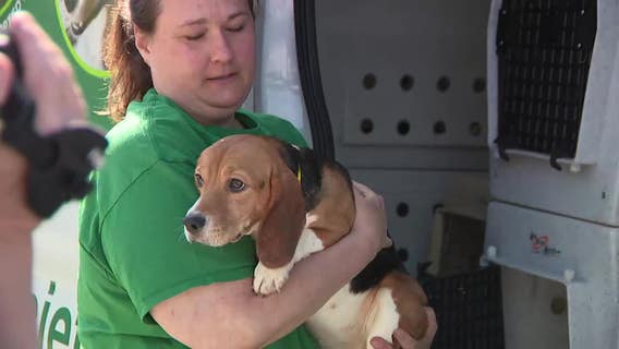 Ridglan Farms beagles; Humane Animal Welfare Society welcomes 9 dogs
