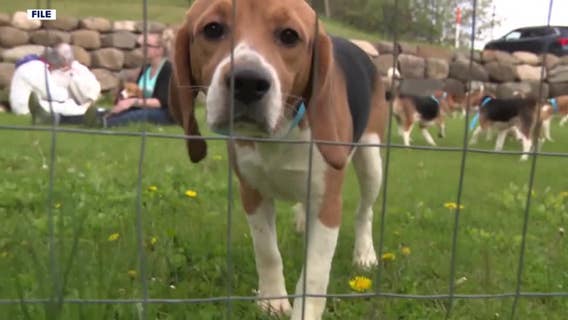 Ridglan Farms beagles get second chance as rescue effort grows