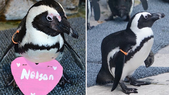 Racine Zoo announces death of African Penguin; had terminal illness