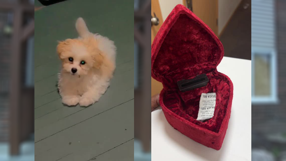 Milwaukee apartment theft; woman says puppy, sister’s ashes stolen