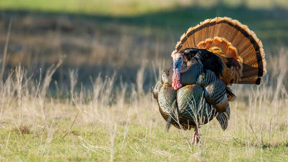 Wisconsin DNR announces 2026 spring turkey season results