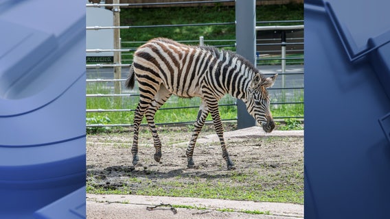 Milwaukee County Zoo announces death of zebra foal, Mistari