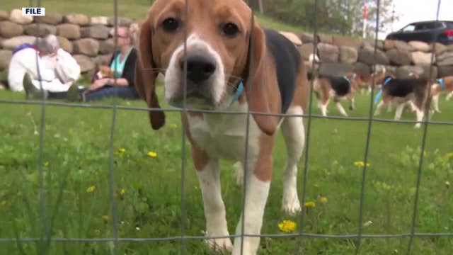 Ridglan Farms beagles get second chance as rescue effort grows