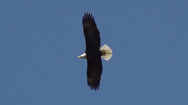 Injured eagle, Wisconsin man drowned in apparent rescue effort