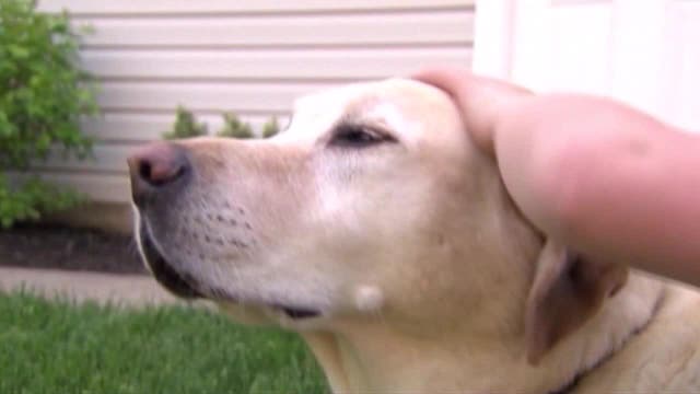 Missing pet scams: Wisconsin officials warn pet owners