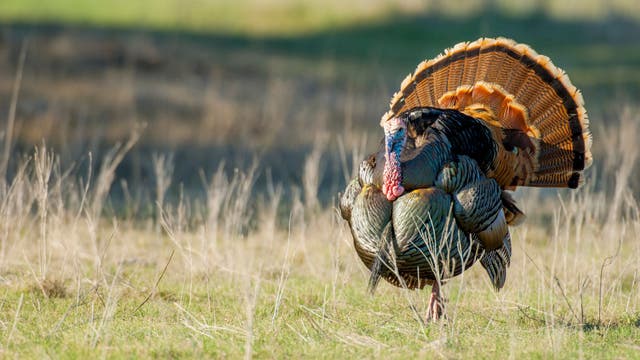 Wisconsin DNR announces 2026 spring turkey season results