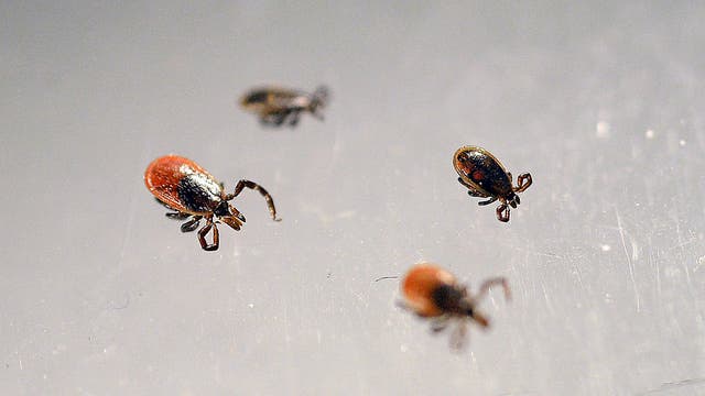 High levels of tick activity in Wisconsin; what you need to know