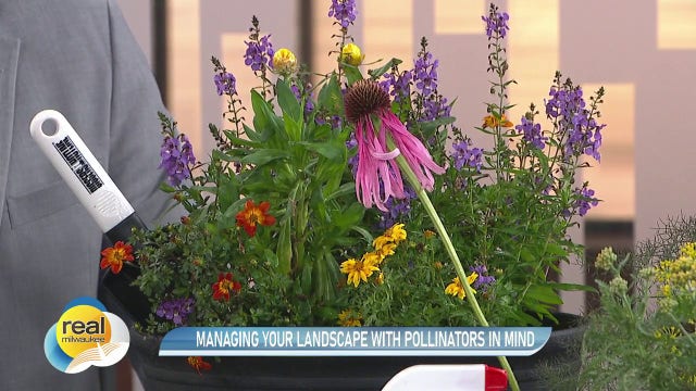 Managing your landscape with pollinators in mind