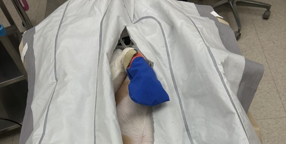 Ridglan Farms beagles sacrificed in painful experiments at UW-Madison