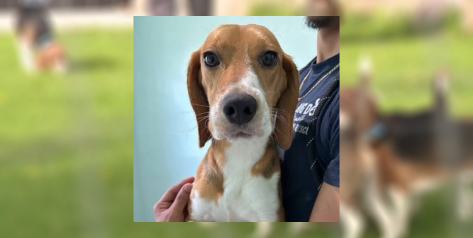 Ridglan Farms beagle dies in suspected alligator attack in Florida