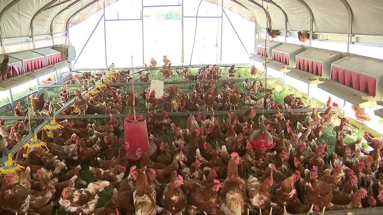 Egg partnership helps Oconomowoc farmer feed families in need