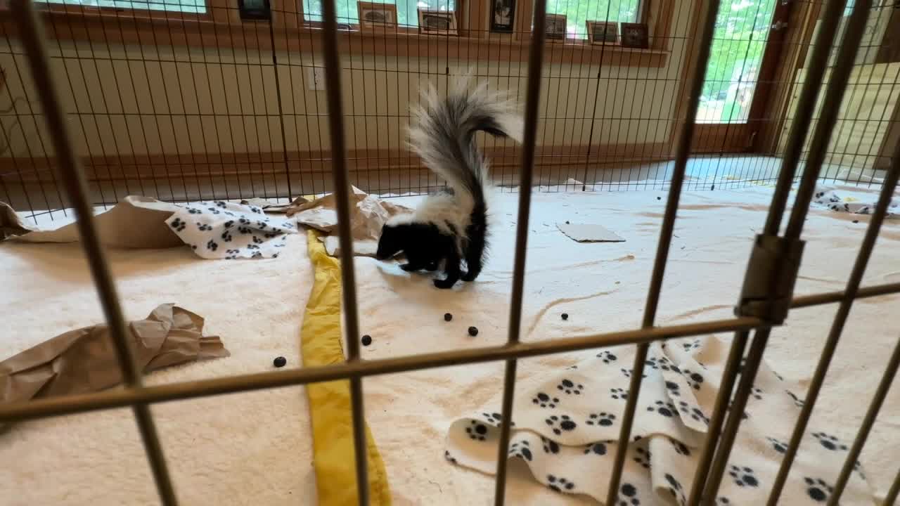 Oconomowoc wildlife center animal patient intake increases