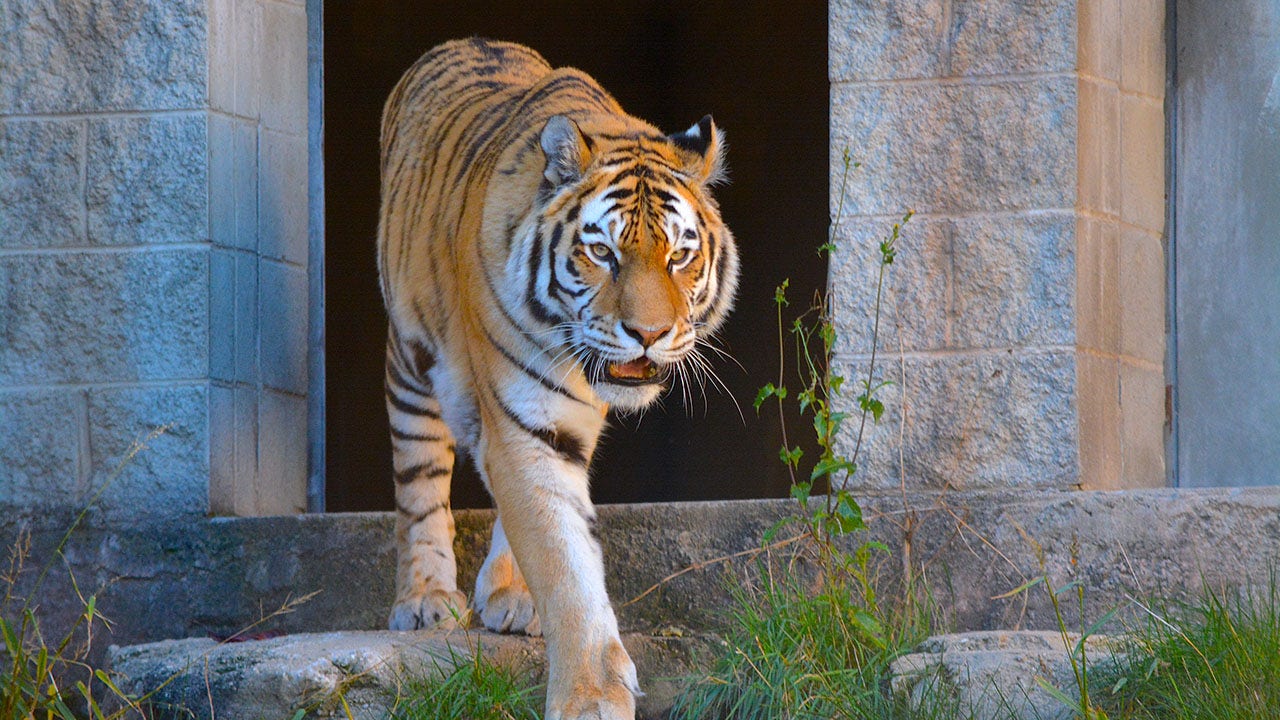Racine Zoo announces Amur tiger death
