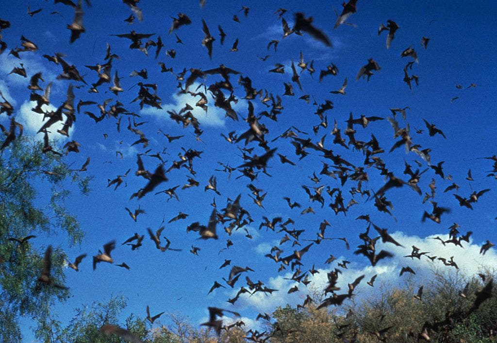 Racine County bat rabies case confirmed; safety measures to follow