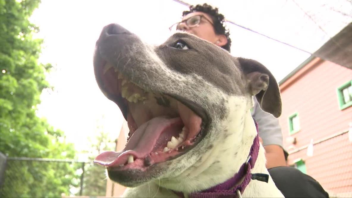 HAWS Waukesha adoption, long-term dogs in need of homes