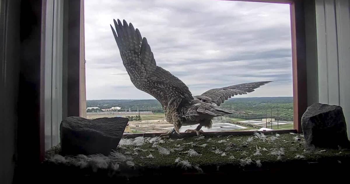 How Wisconsin's Peregrine Falcon Recovery Project has restored species