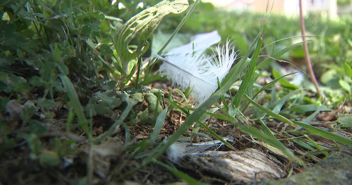 Dead birds cause concern on Milwaukee's north side, DNR investigates