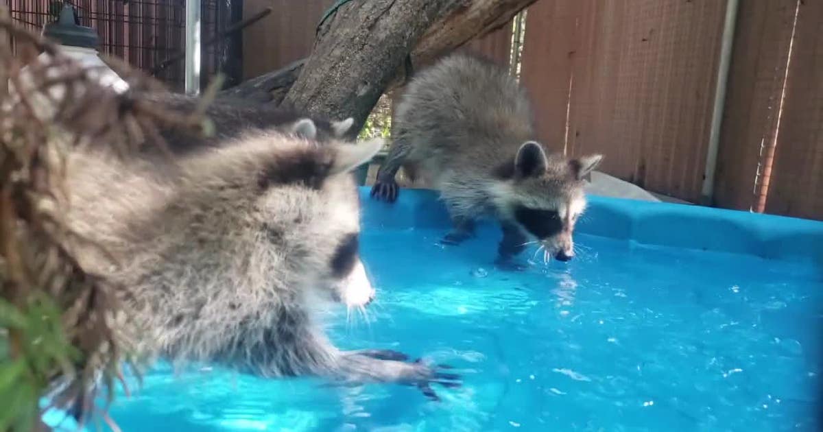 Wildfire smoke in Wisconsin, impact on wildlife and pets