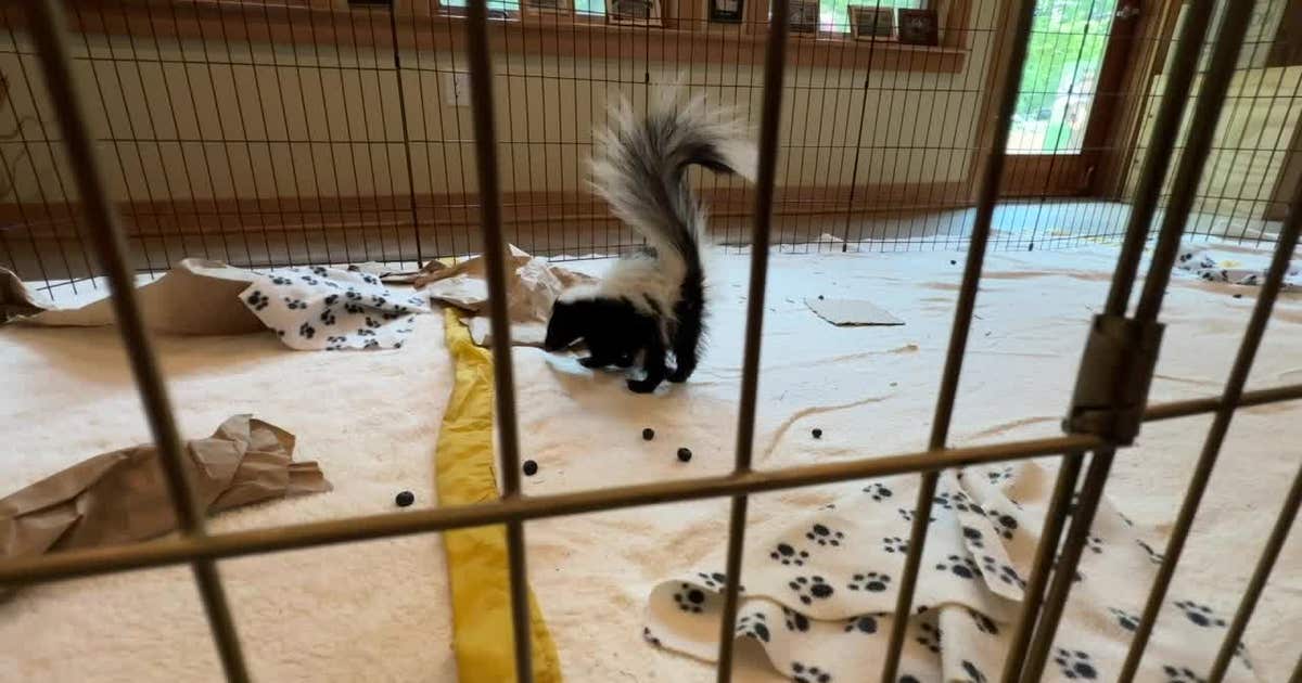 Oconomowoc wildlife center sees sharp increase in animal patients
