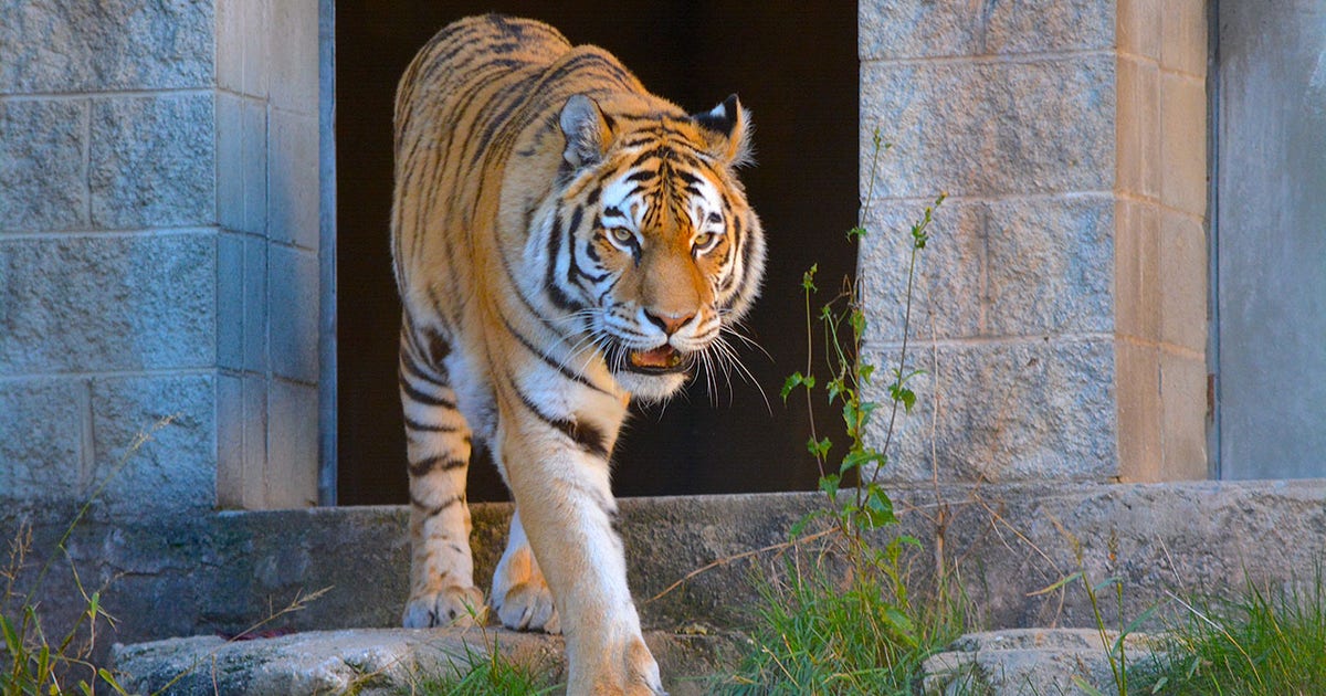 Racine Zoo announces Amur tiger death