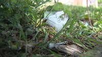 Dead birds cause concern on Milwaukee's north side, DNR investigates