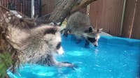 Wildfire smoke in Wisconsin, impact on wildlife and pets