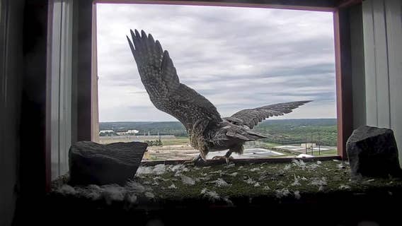 Wisconsin's Peregrine Falcon Recovery Project restores species