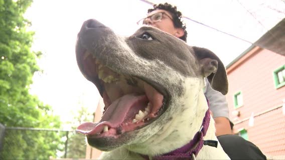HAWS Waukesha adoption, long-term dogs in need of homes