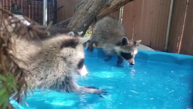 Wildfire smoke in Wisconsin, impact on wildlife and pets