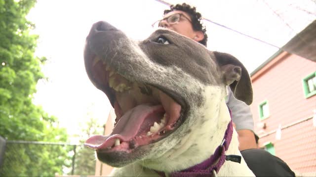 HAWS Waukesha adoption, long-term dogs in need of homes