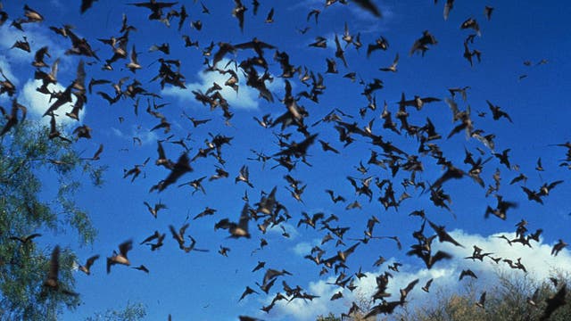Racine County bat rabies case confirmed; safety measures to follow