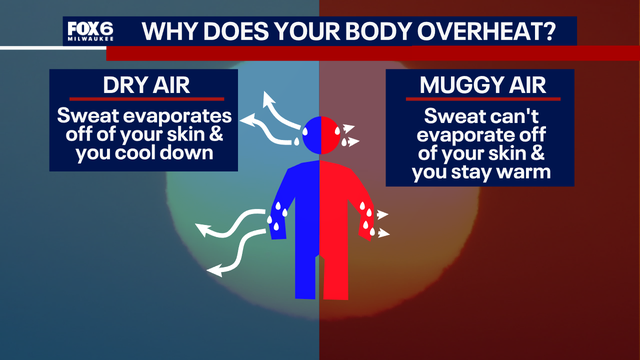 Southeast Wisconsin: Hot and humid forecast, why your body can overheat
