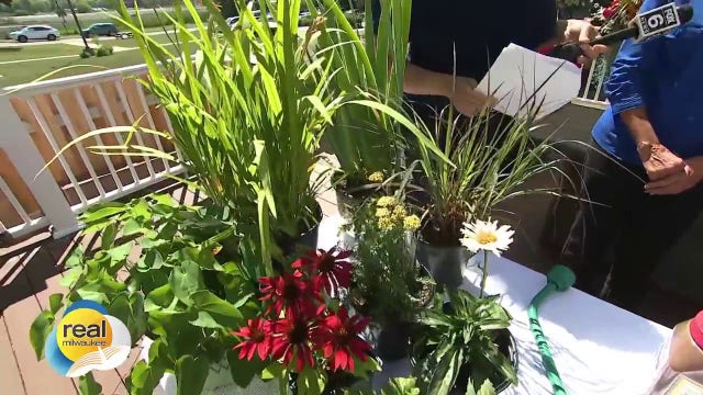 Gardening tips for perennials and new additions